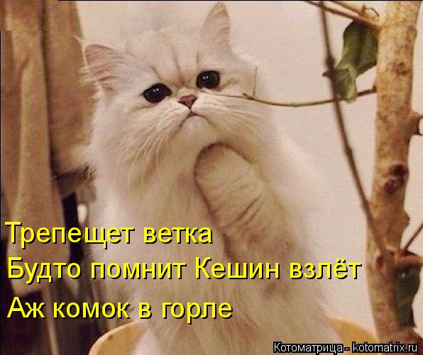 Лучшие котоматрицы недели