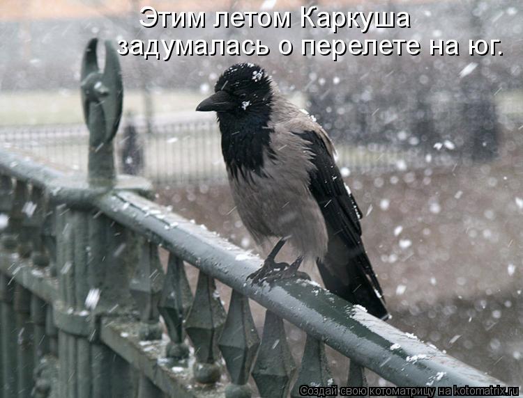Лучшие котоматрицы недели