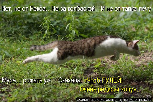 Лучшие котоматрицы недели