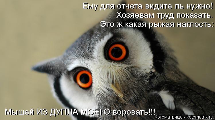 Лучшие котоматрицы недели