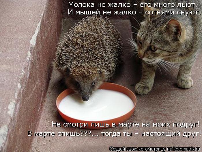 Лучшие котоматрицы недели