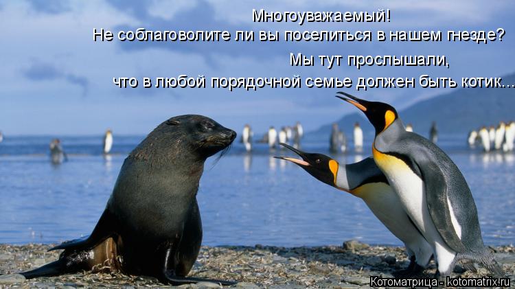 Лучшие котоматрицы недели