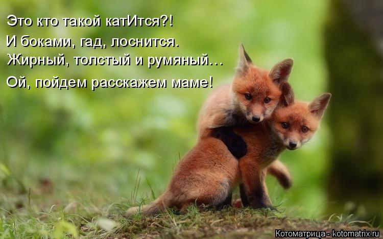 Лучшие котоматрицы недели