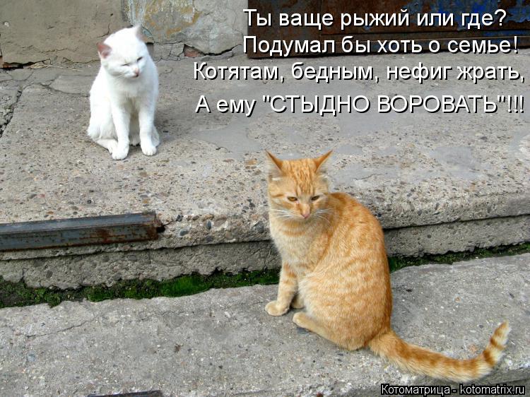 Лучшие котоматрицы недели