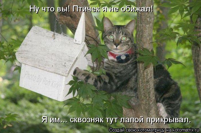 Лучшие котоматрицы недели