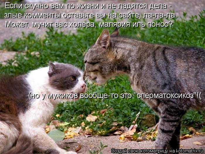 Лучшие котоматрицы недели