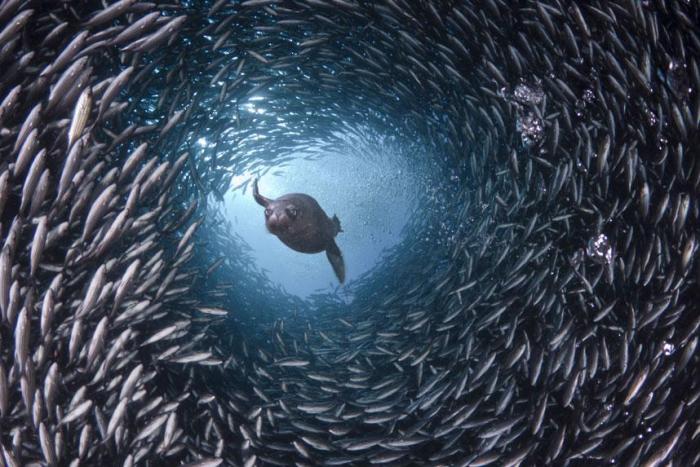 Подводные фотографии Дэвида Флитэма (15 фото) Подводные фотографии Дэвида Флитэма (15 фото)