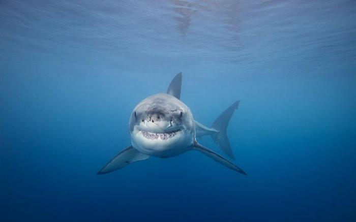 Подводные фотографии Дэвида Флитэма (15 фото) Подводные фотографии Дэвида Флитэма (15 фото)