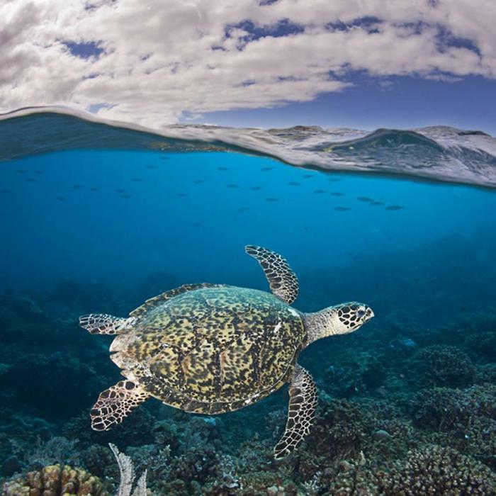 Подводные фотографии Дэвида Флитэма (15 фото) Подводные фотографии Дэвида Флитэма (15 фото)
