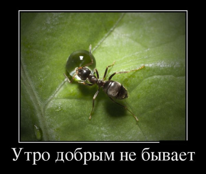 Демотиваторы