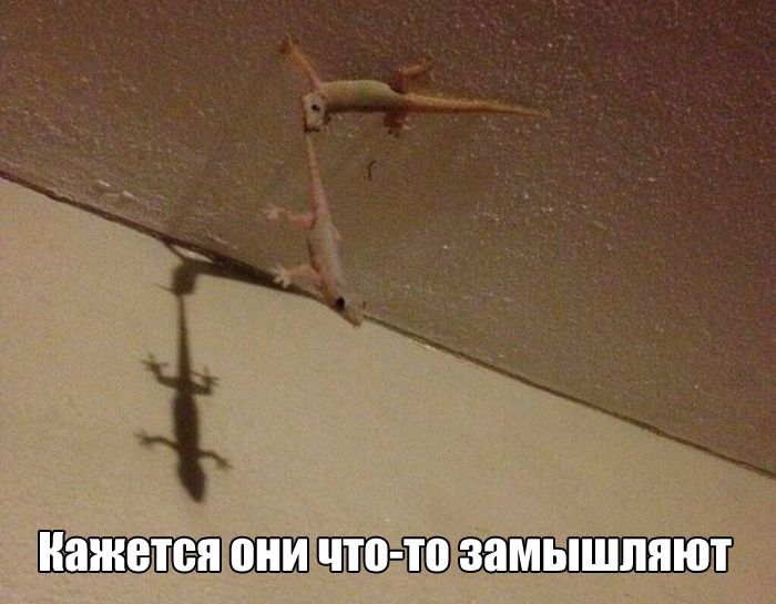 Смешные картинки с подписями