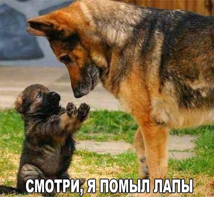 Смешные картинки с подписями