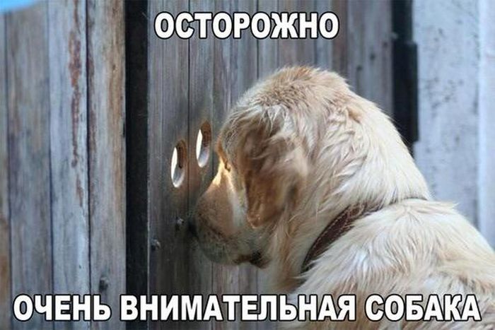 Смешные картинки с подписями