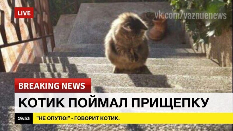 Добрые новости в последний понедельник лета