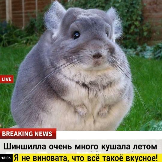 Добрые новости в последний понедельник лета