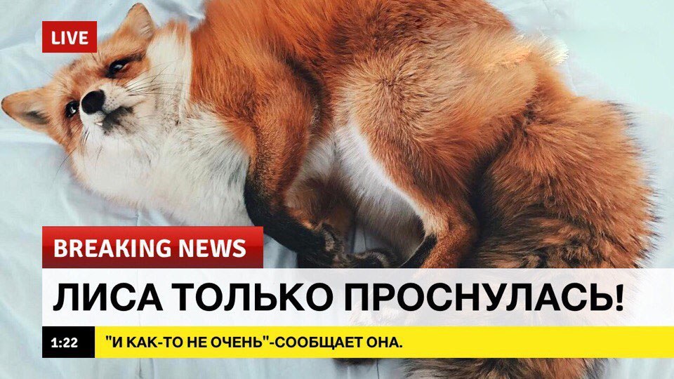 Добрые новости в последний понедельник лета