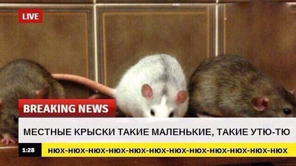 Добрые новости в последний понедельник лета