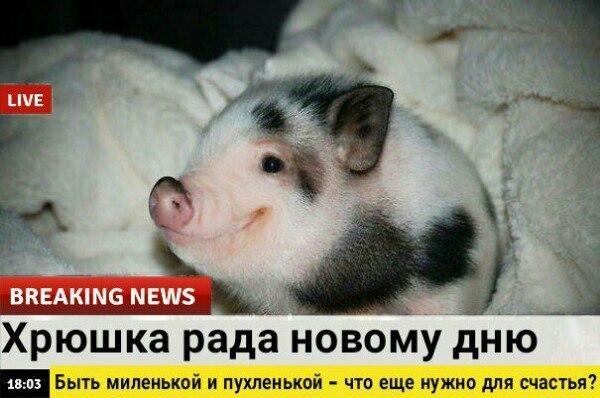 Добрые новости в последний понедельник лета