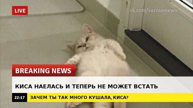 Добрые новости в последний понедельник лета