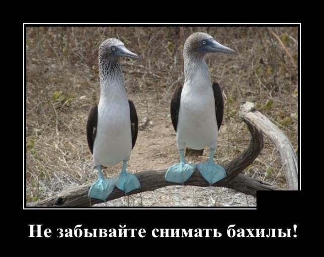 Демотиваторы