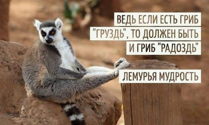 Порция картинок