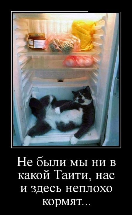 Демотиваторы