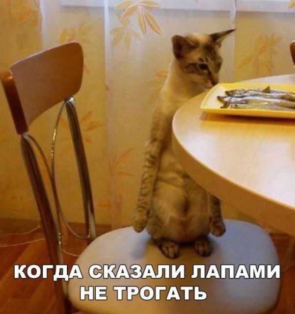 Приколы в стиле «когда...»