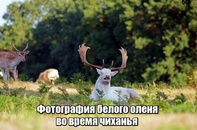 Прикольные картинки