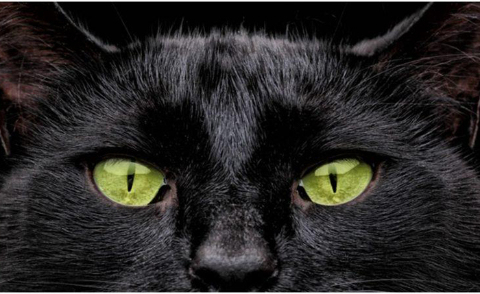 За что котов не любили в Средневековье? За что котов не любили в Средневековье?
