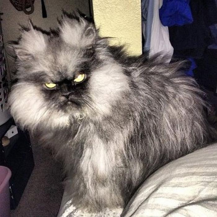 Животные, которым не страшен конец света