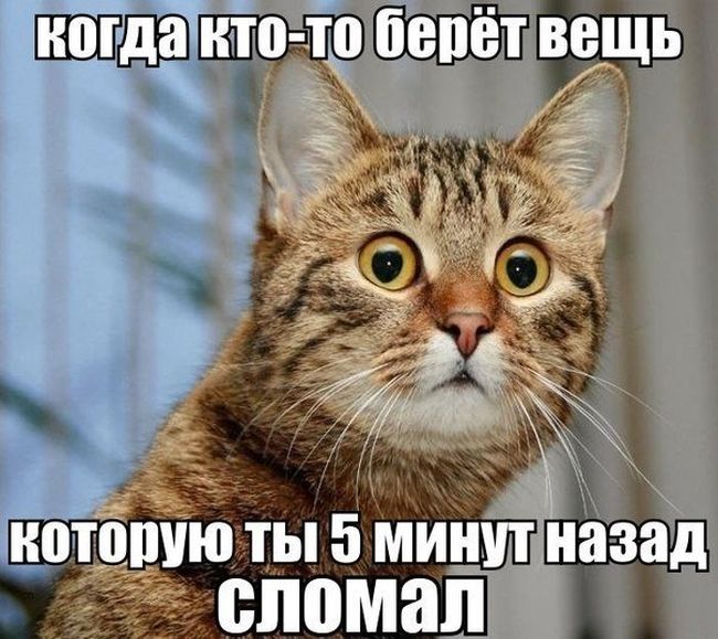 Прикольные картинки (77 фото)