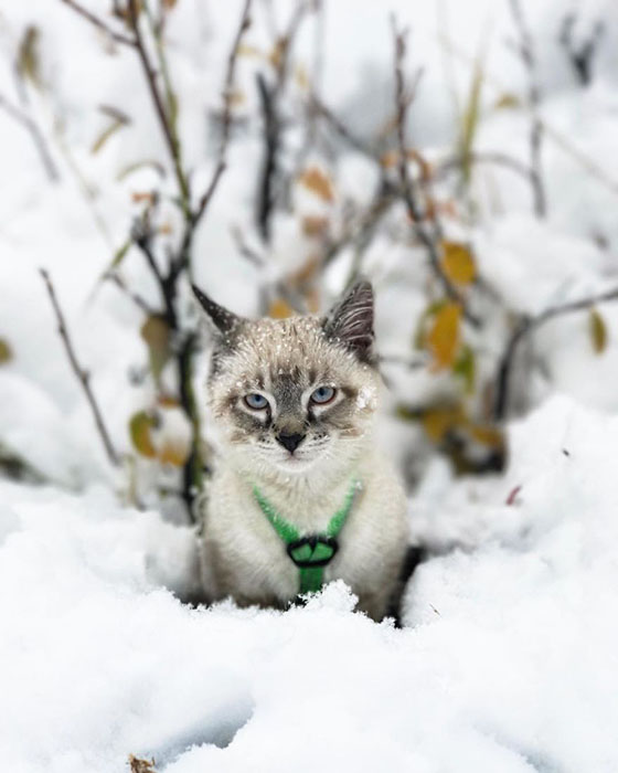 Пес и кот, которые путешествуют с хозяевами