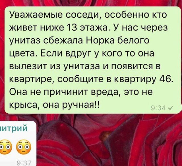 Как норка путешествовала по канализационной трубе