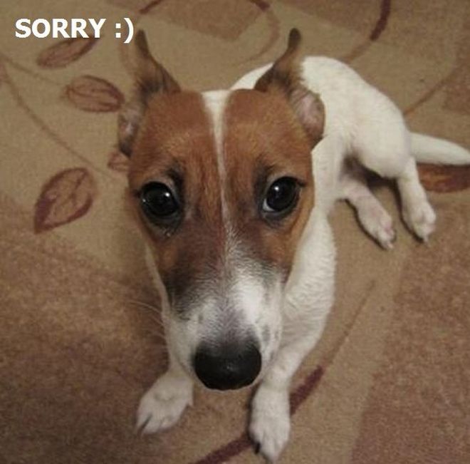 Собака решила отомстить (4 фото)