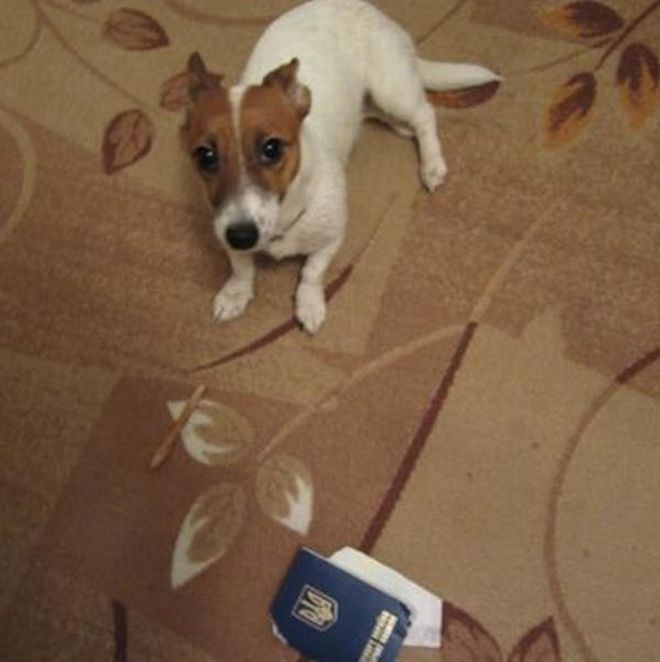 Собака решила отомстить (4 фото)