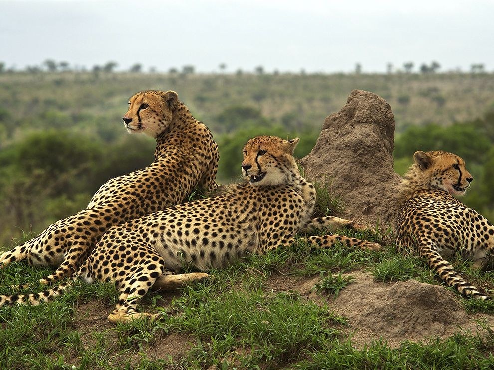 National Geographic: лучшие фотографии декабря National Geographic: лучшие фотографии декабря