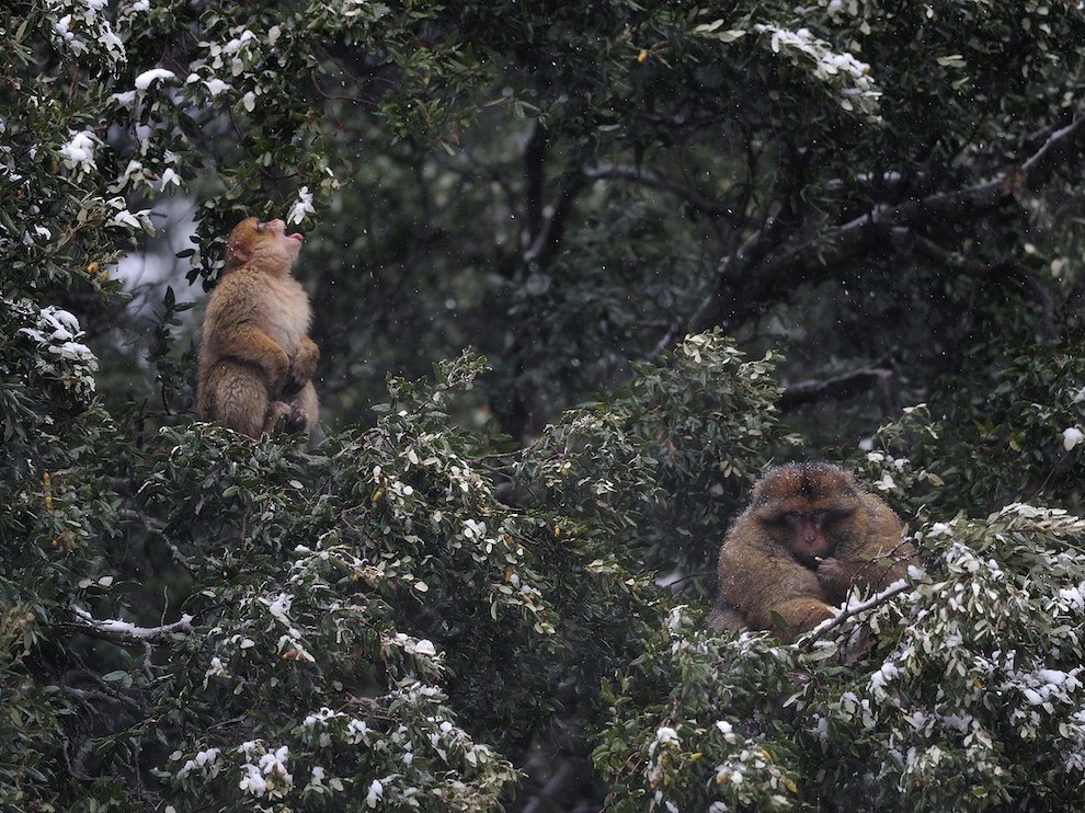 National Geographic: лучшие фотографии декабря National Geographic: лучшие фотографии декабря