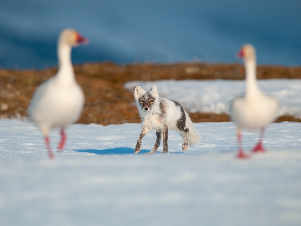 National Geographic: лучшие фотографии декабря National Geographic: лучшие фотографии декабря