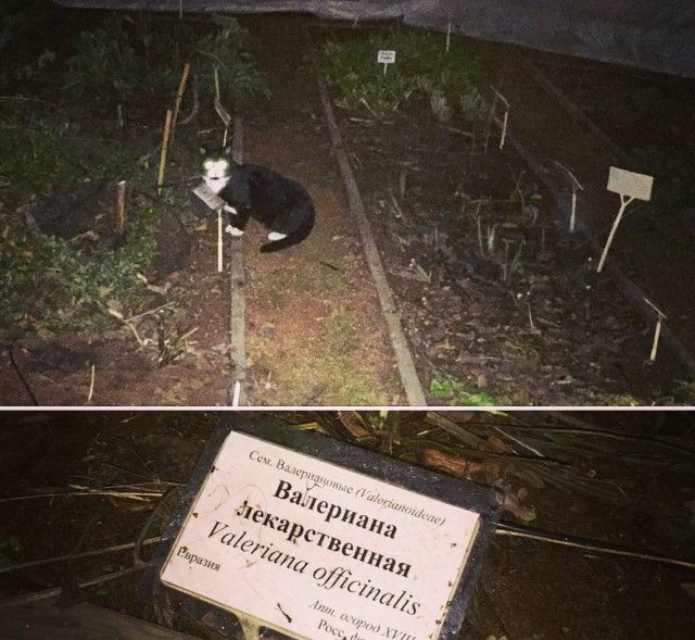 Прикольные картинки