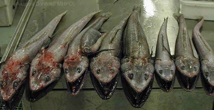 Мурманский моряк публикует фото странных обитателей моря