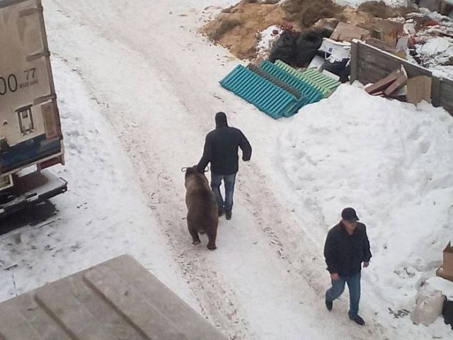 Медведи под окнами офиса в Иркутске