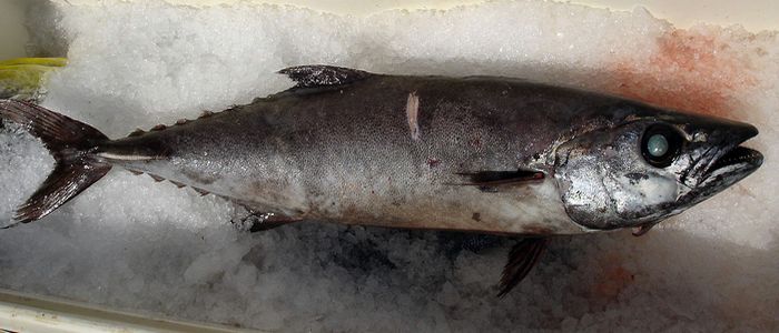 Удивительные и малоизвестные факты о суши Удивительные и малоизвестные факты о суши