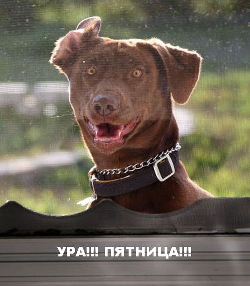 Прикольные картинки (57 фото)
