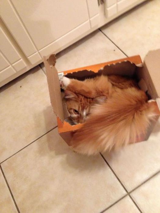 Прикольные картинки