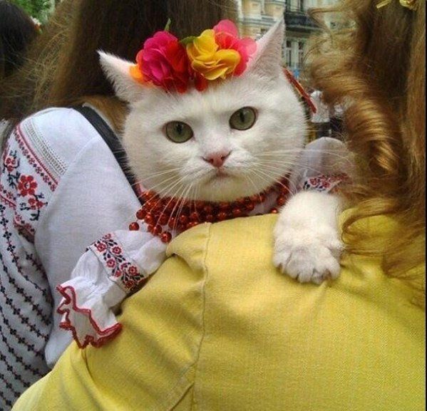 Прикольные картинки (86 фото)