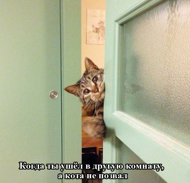 Порция картинок