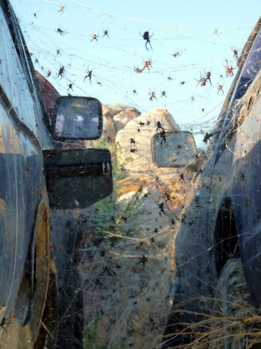 Ужасные австралийские животные