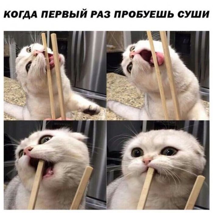 Приколы, которые поднимут вам настроение