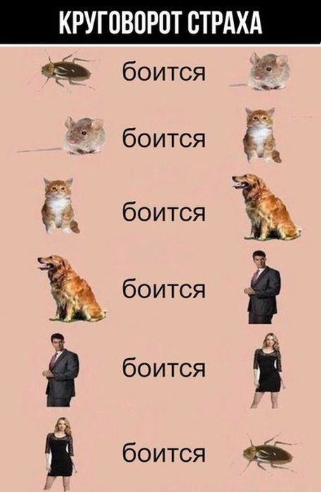 Приколы, которые поднимут вам настроение