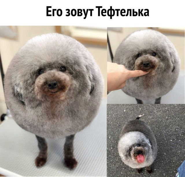 Прикольные картинки